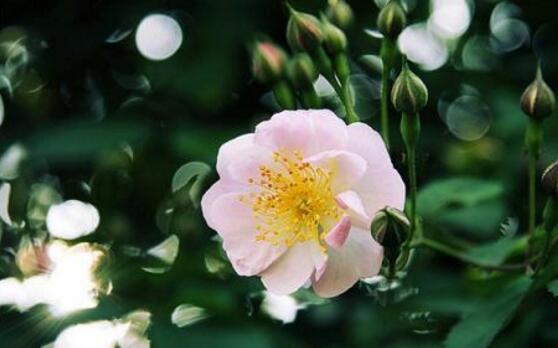 薔薇葉子發(fā)黃還能活么，薔薇花葉子發(fā)黃怎么辦