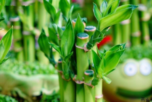 富貴竹的功效與作用，既有觀(guān)賞效果也有凈化能力