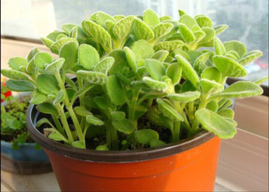 碰碰香怎么換盆，做好脫盆處理修剪根系/春季最佳