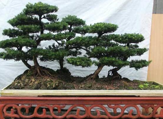 羅漢松風水學和寓意，趨吉避兇，辟邪化煞