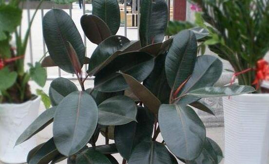 橡皮樹喜歡什么肥料，氮肥為主、磷鉀肥為輔