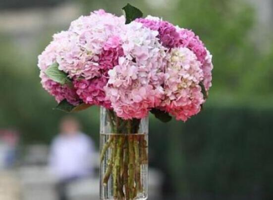 繡球花插花養(yǎng)護，教你四點有效養(yǎng)護措施(水養(yǎng)爆盆)