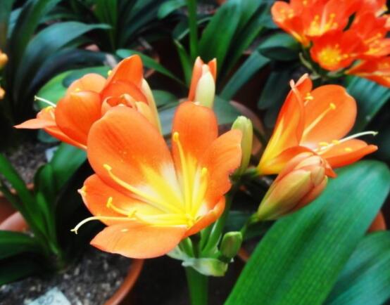 君子蘭開花前怎么養(yǎng)護(hù)，只需要做好四個要點即可(花大色艷)