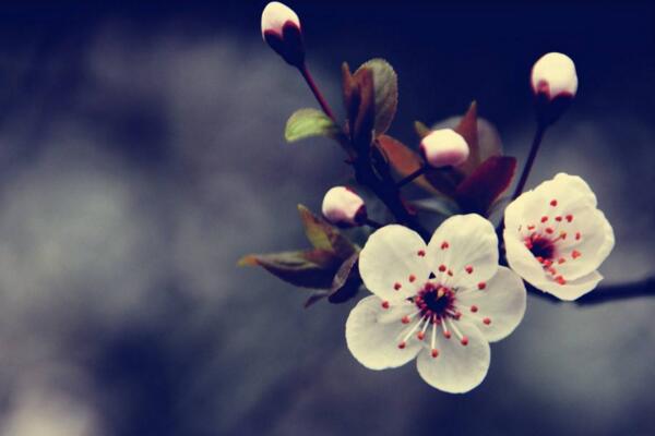 櫻花不開花怎么辦，及時補充光照以及養(yǎng)分