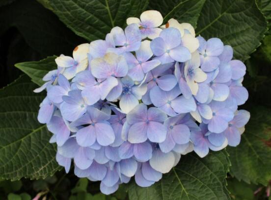 繡球花插花養(yǎng)護，教你四點有效養(yǎng)護措施(水養(yǎng)爆盆)