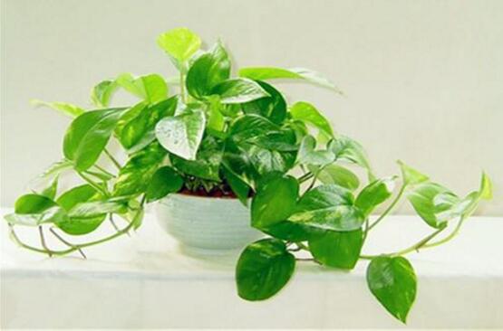 綠蘿怎么養(yǎng)，綠蘿養(yǎng)殖方法與注意事項