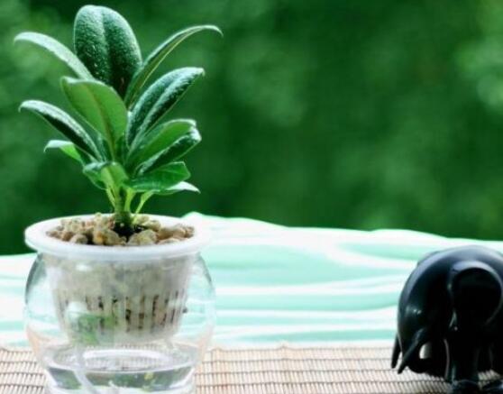 橡皮樹泡水幾天生根，最快半個(gè)月時(shí)間生長出根