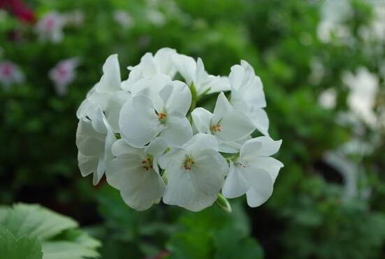 天竺葵的養(yǎng)殖方法，老農(nóng)教你八大基本養(yǎng)殖要點