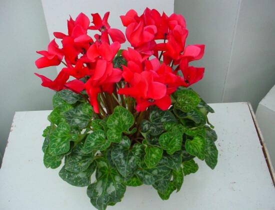 仙客來的養(yǎng)殖方法和注意事項大全，老農(nóng)總結(jié)七大基本養(yǎng)殖方法