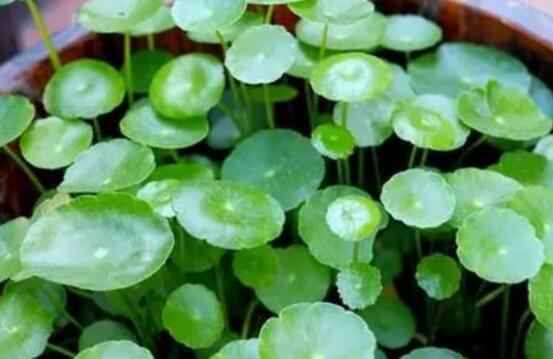 銅錢草怎么澆水，最適水溫22-28度