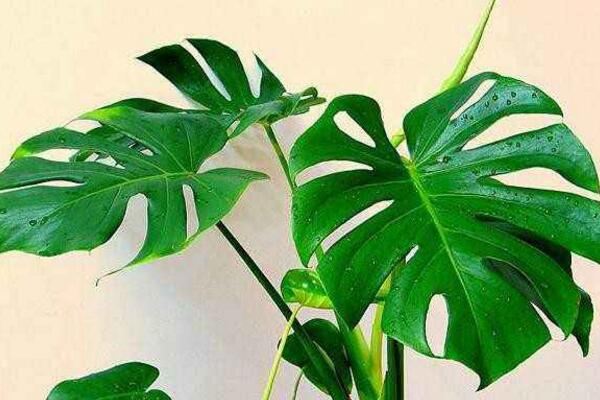 龜背竹哪個品種好看，推薦以下5個品種