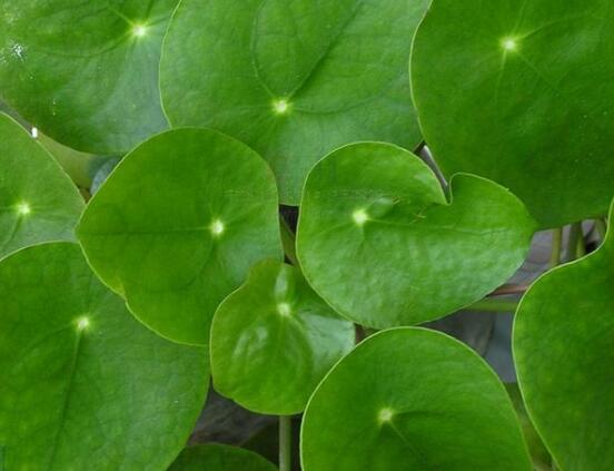 銅錢草和鏡面草的區(qū)別，外觀/生長環(huán)境/價值三種區(qū)別方法