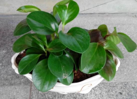 碧玉葉子發(fā)黃怎么辦，教你五步讓它重新恢復(fù)生機(jī)