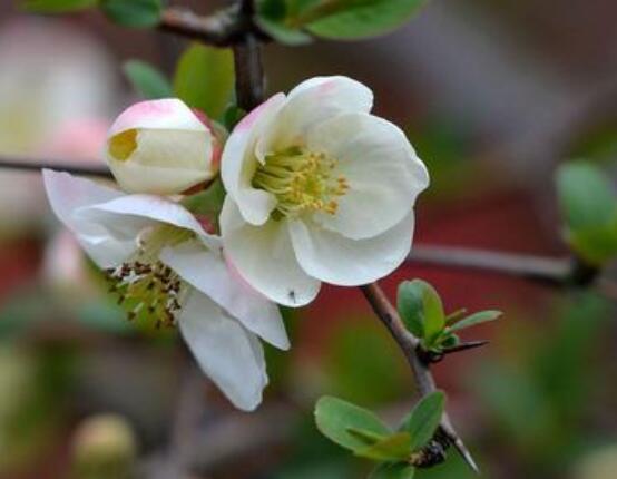 海棠花開寓意，寓意著捷報(bào)壽滿堂、五世同堂