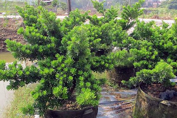 十大羅漢松品種，羅漢松常見品種介紹