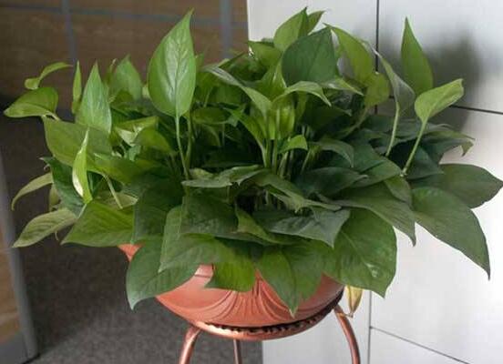 綠蘿葉子枯萎怎么辦，四種原因以及解決辦法