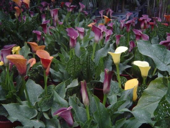 荷蘭馬蹄蓮的養(yǎng)殖方法，做好六個要點生長碧綠宜人