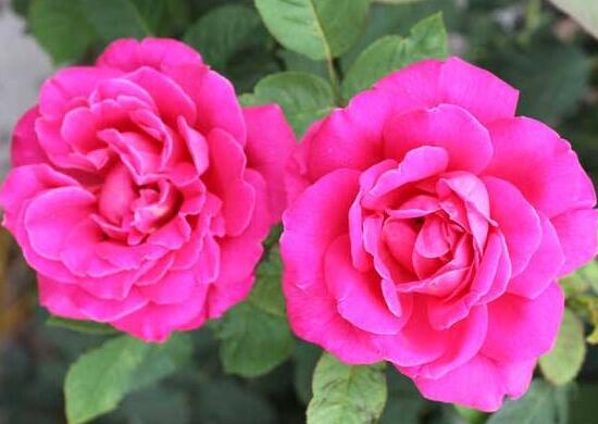 月季花的花語是什么，不同顏色月季花的寓意