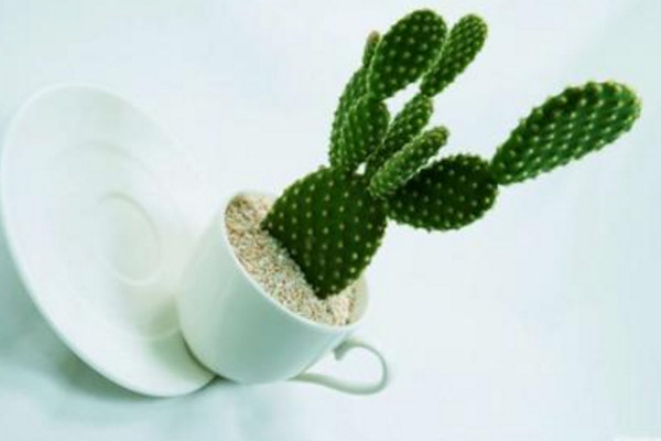 仙人掌發(fā)黃變軟怎么辦