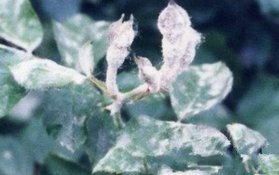 薔薇花葉子發(fā)白怎么辦，薔薇花葉子發(fā)白解決辦法