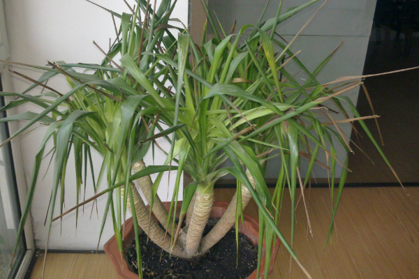 鐵血樹和龍血樹的區(qū)別