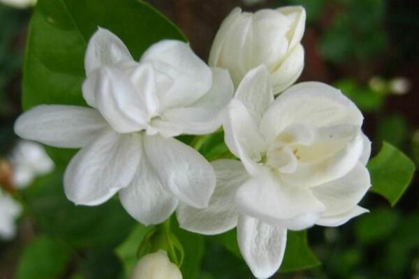 茉莉哪個品種好養(yǎng)，強(qiáng)烈推薦以下5個品種