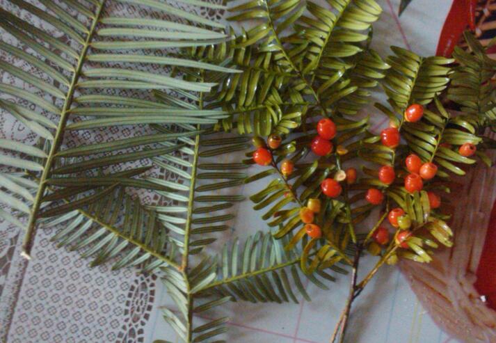 紅豆杉泡水喝有什么作用，不光抗癌還利尿消腫