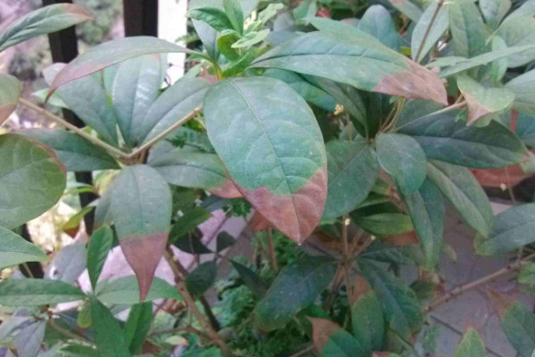 四季桂葉尖干枯怎么辦，給水施肥遮蔽強(qiáng)光