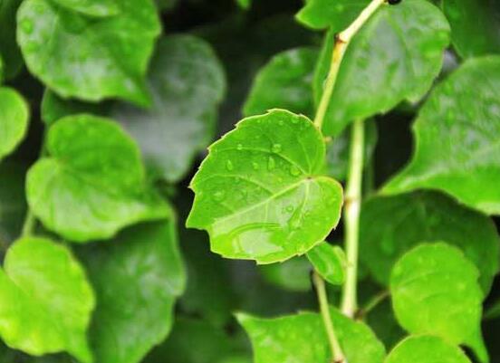 常青藤多久澆一次水，見干見濕原則保持盆土濕潤