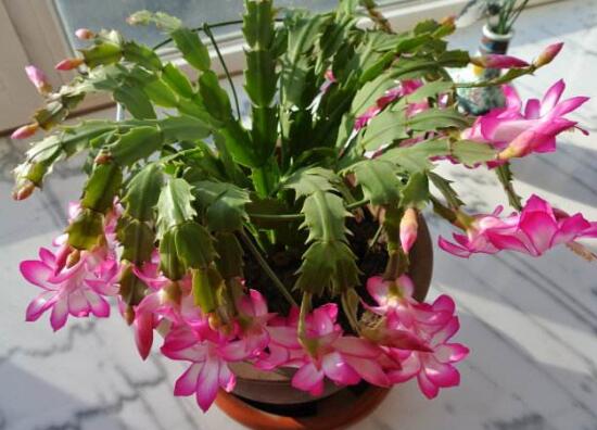 蟹爪蘭不開(kāi)花的原因，蟹爪蘭怎么修剪開(kāi)花多