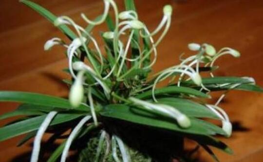 十種名貴的蘭花品種，素冠荷鼎拍出千萬(wàn)高價(jià)