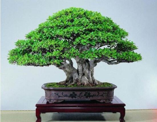 榕樹盆景為什么掉葉，四種原因以及解決辦法