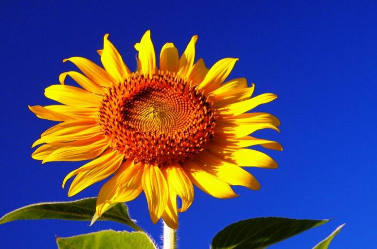 向日葵象征什么意義，最適合送給暗戀的人