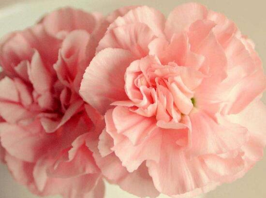 康乃馨能過(guò)冬嗎，掌握六個(gè)要點(diǎn)可安然過(guò)冬