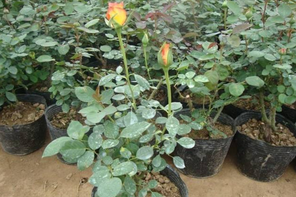 玫瑰花種植技術(shù)，建議在春秋季進(jìn)行種植