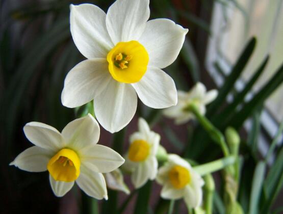 水仙花的繁殖方法，水仙花四大繁殖方法
