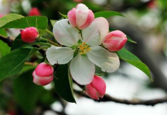 海棠花有哪些品種，海棠花品種大全大圖