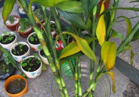 富貴竹葉子發(fā)黃怎么辦，富貴竹葉子發(fā)黃的原因