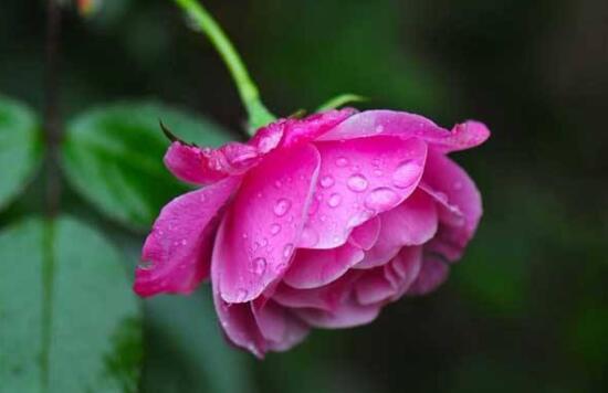 月季什么時候種最合適，月季花的種植方法