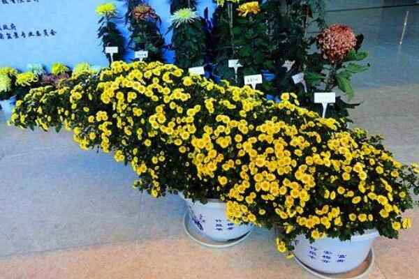 室內(nèi)適合養(yǎng)菊花嗎，可以養(yǎng)殖但要注意花頭有毒