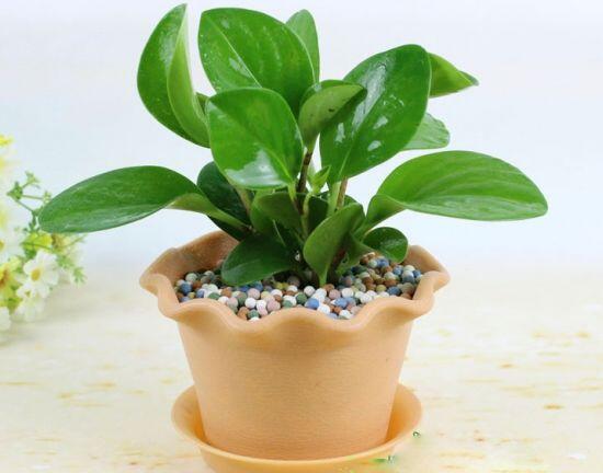 碧玉葉子發(fā)黃怎么辦，教你五步讓它重新恢復(fù)生機(jī)