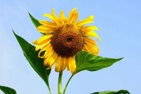 向日葵一般送什么人，朋友/長(zhǎng)輩/同事/暗戀對(duì)象