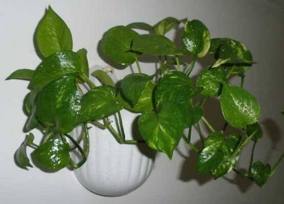 綠蘿移植的方法與技巧，教你簡單五部曲便可輕松掌握