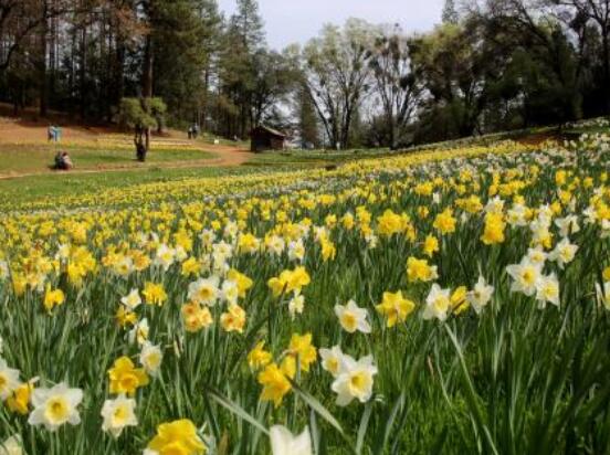 水仙花水培養(yǎng)殖方法，教你三種簡(jiǎn)單可行的方法