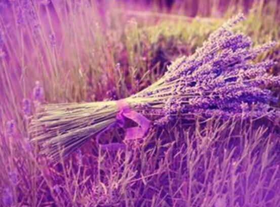 薰衣草有什么功效，舒緩修護、改善心肌、安撫神經(jīng)