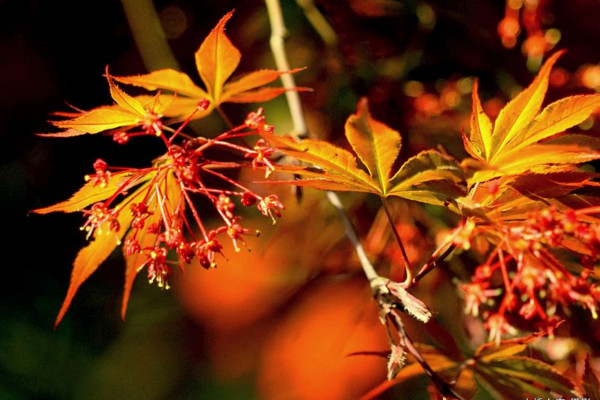 楓樹和梧桐的區(qū)別，可以通過以下4點對它們進行區(qū)分