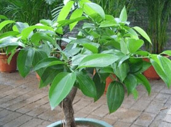 平安樹為什么不發(fā)新芽，三種原因以及解決方法