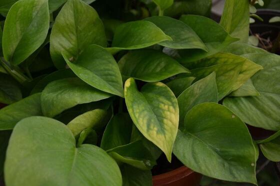 綠蘿怎么養(yǎng)，綠蘿養(yǎng)殖方法與注意事項