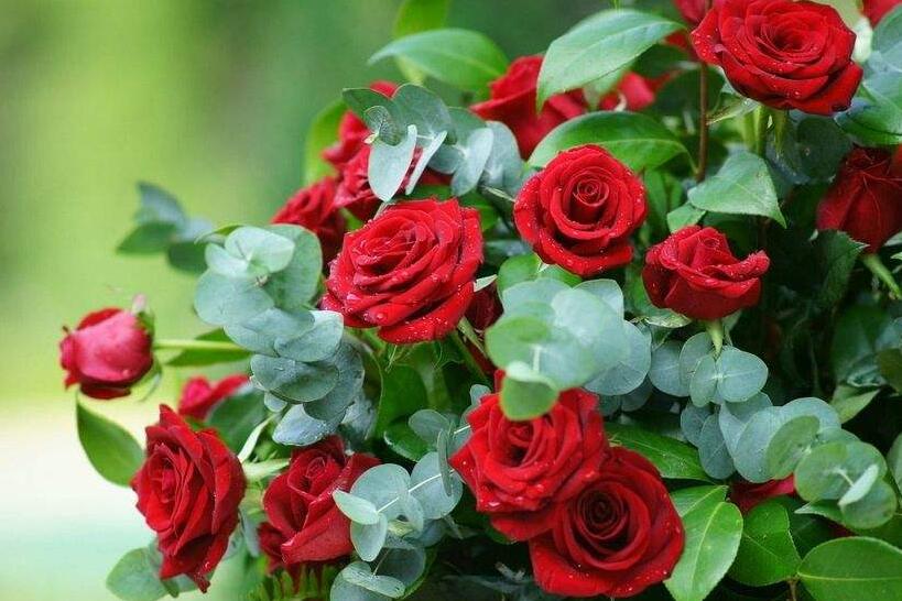 送玫瑰花朵數(shù)的含義，999朵天長地久的愛