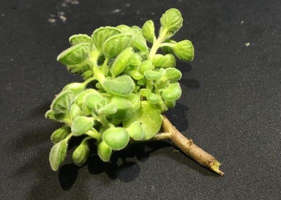 碰碰香怎么施肥，生長期時候施肥可以讓它長的更旺盛